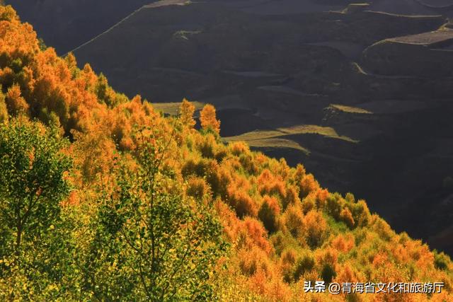谁还没被青海秋景惊艳过？这8处网友力荐打卡地，承包你的秋日旅行！