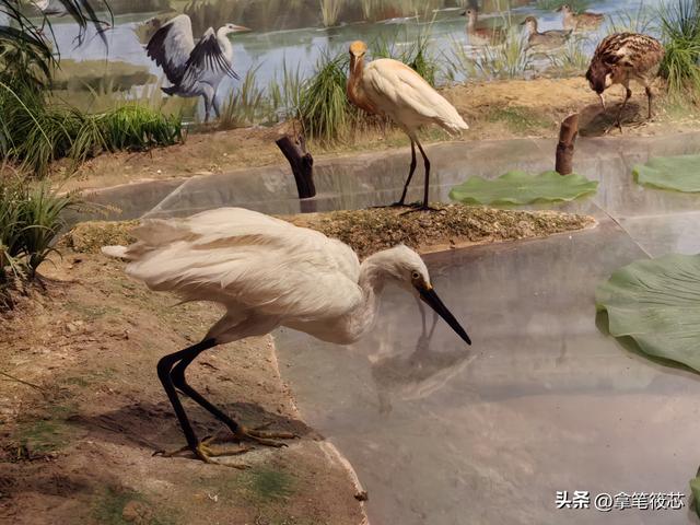 阅读生命｜在成都自然博物馆