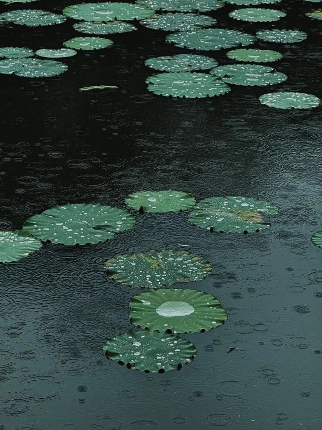 降雨持续！最凉快的一周！黄陂赏雨去！