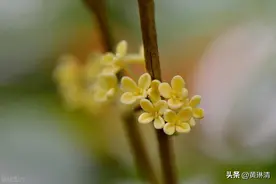 桂花的魅力：不仅能泡茶、酿酒，还能制作酒曲图片
