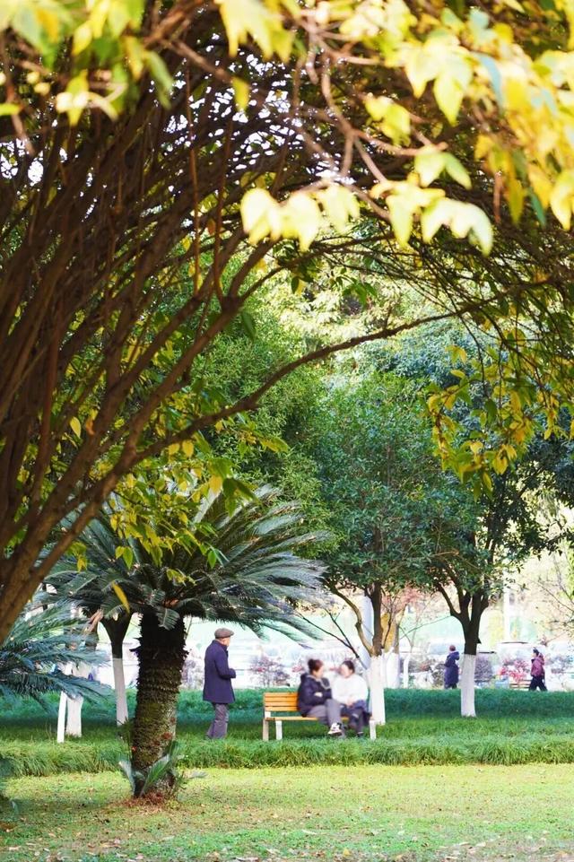 冬日限定浪漫！这抹“金黄暗香”，你打卡了吗？