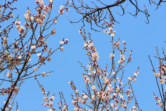 暖冬梅香溢！兴义阳光谷梅花盛放引客来