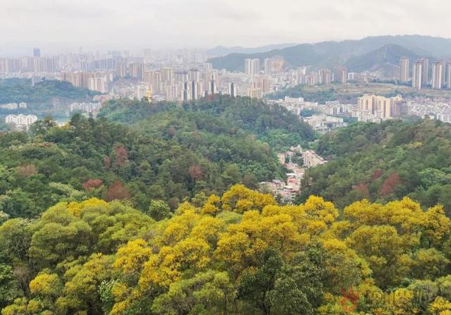 “活力大湾区，魅力新广州”来梧州旅游的大湾区小伙伴都在刷这句？原来是因为……
