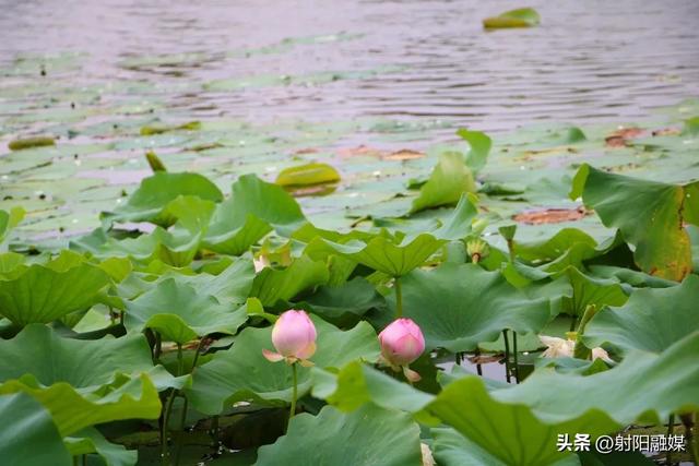 “荷”你一起，邂逅射阳夏日限定浪漫~