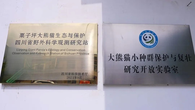 和大熊猫贴贴这一块，雅安还是太权威了！