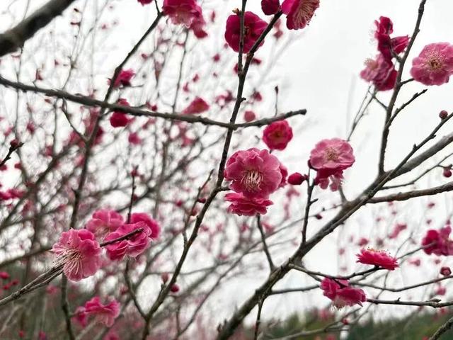 赏花 │ 去贵州农博园开启一场“寻梅之旅”！