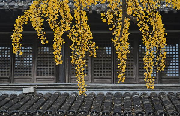 扬州冬韵 银杏鎏金