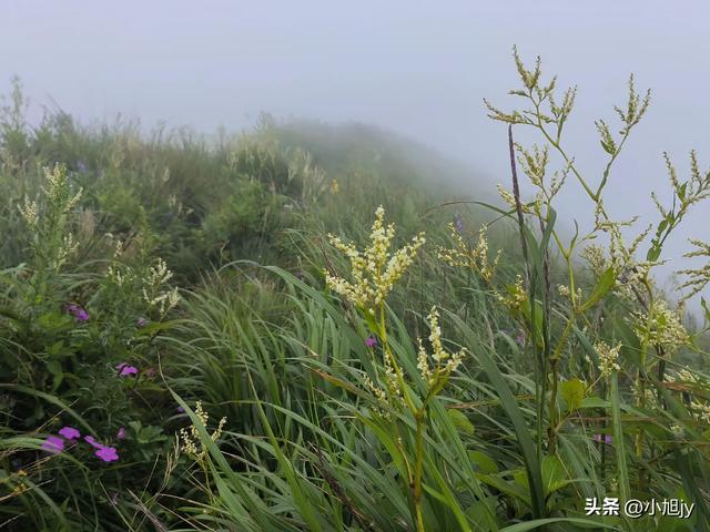 再登辽阳千米高峰白云山，云雾弥漫，金莲花盛开