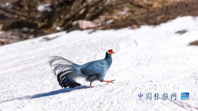这个冬天 来张掖山丹马场看壮美静谧的冬日画卷
