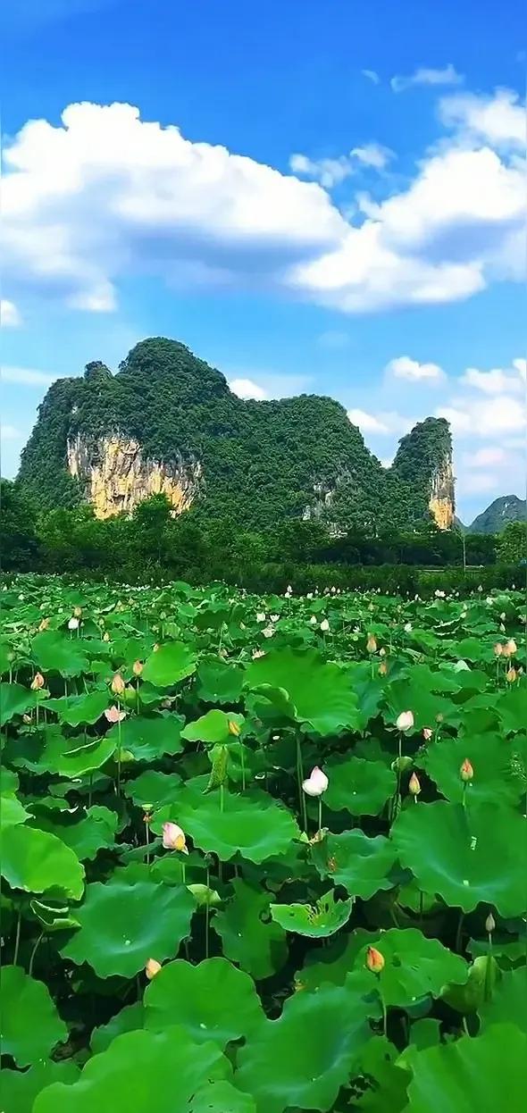 干净漂亮的手机壁纸