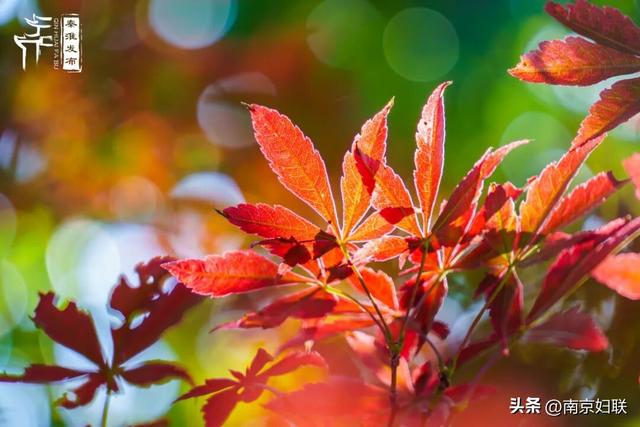 人在南京，红叶正盛，等你来～