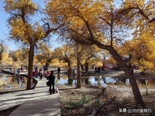 额济纳旗胡杨林
