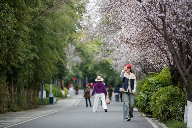 春满蓉城 花缀府河——东湖公园紫叶李盛放引市民赴春日之约