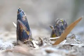春笋正当季，过了这春就没这笋了!图片