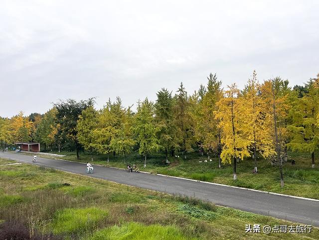 成都市区最大银杏林，金黄如海超壮观，不要门票，地铁公交直达！