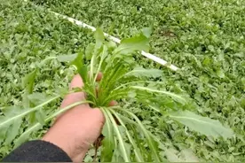 “荠菜第一县”！年产值做出40亿图片
