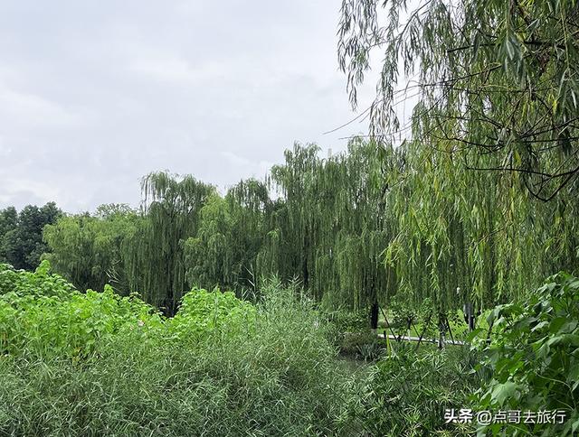 成都，最不可小看的公园，雨中超美，凉风阵阵，公共交通直达！
