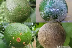 砂皮病、白癞病、溃疡病、锈壁虱等，柑橘预防花皮果第二个阶段！图片