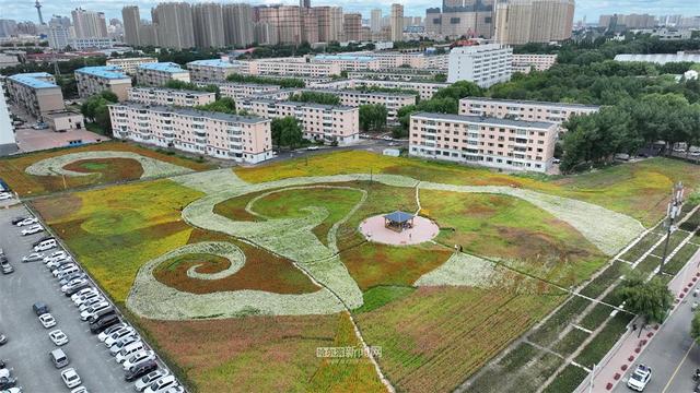 免费打卡地！木材街百日菊花海成冰城休闲新地标