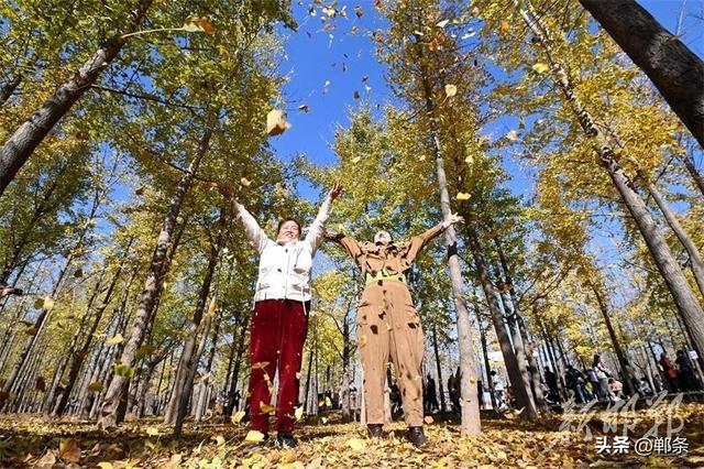 千亩银杏“披金”迎客来