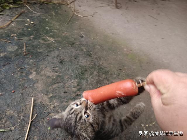 家门口旅游不用花钱真好啊！为了黄贝贝我把老脸都丢尽了