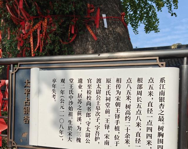 观太平禅寺外银杏有感