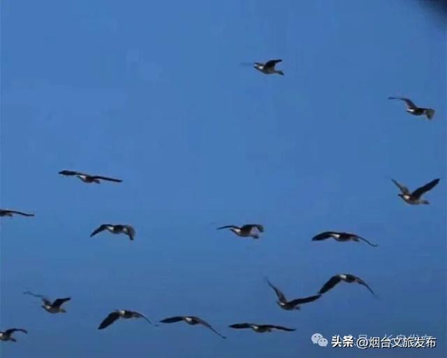 【乐游烟台】秋天到了，烟台长岛迎来了一年中最诗意的时光