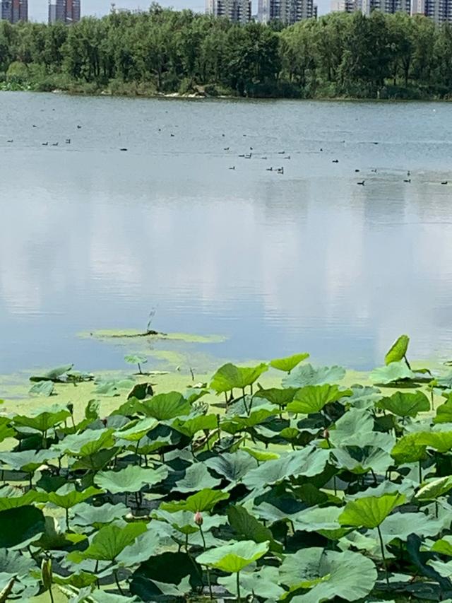 荷花、野鸭子、夏景