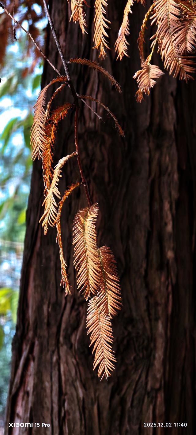 安靖蜀绣文化创意公园时下打卡好去处（手机拍一）