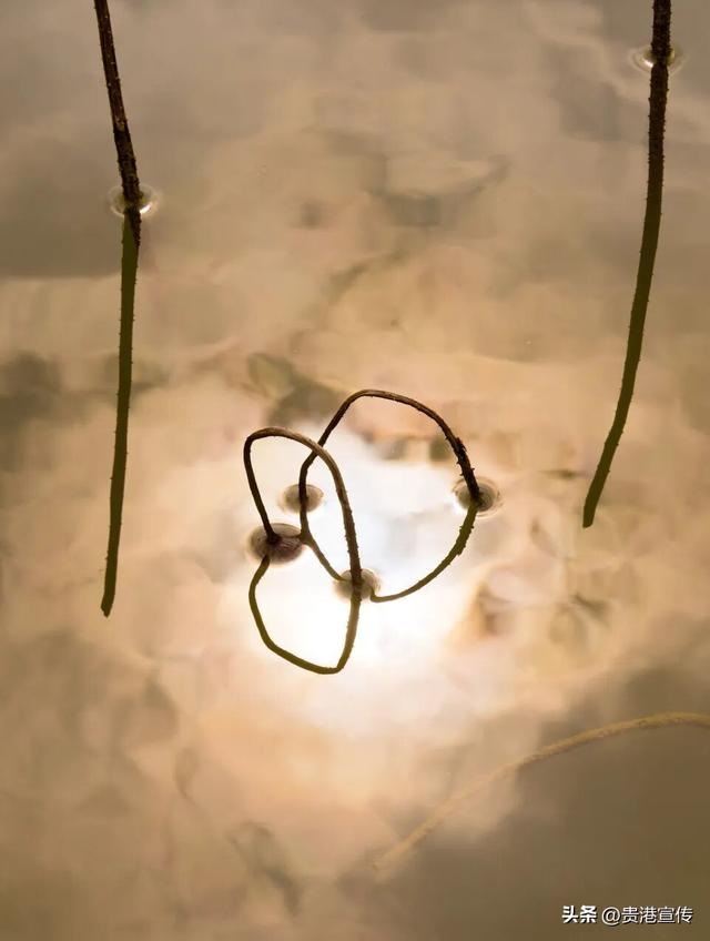 速收藏！贵港十二月赏花地图出炉，这些绝美机位拍出氛围感大片