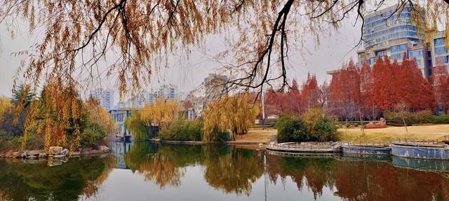 冬意盎然！锦阳河畔垂柳披“金”，绘成冬日美丽画卷！