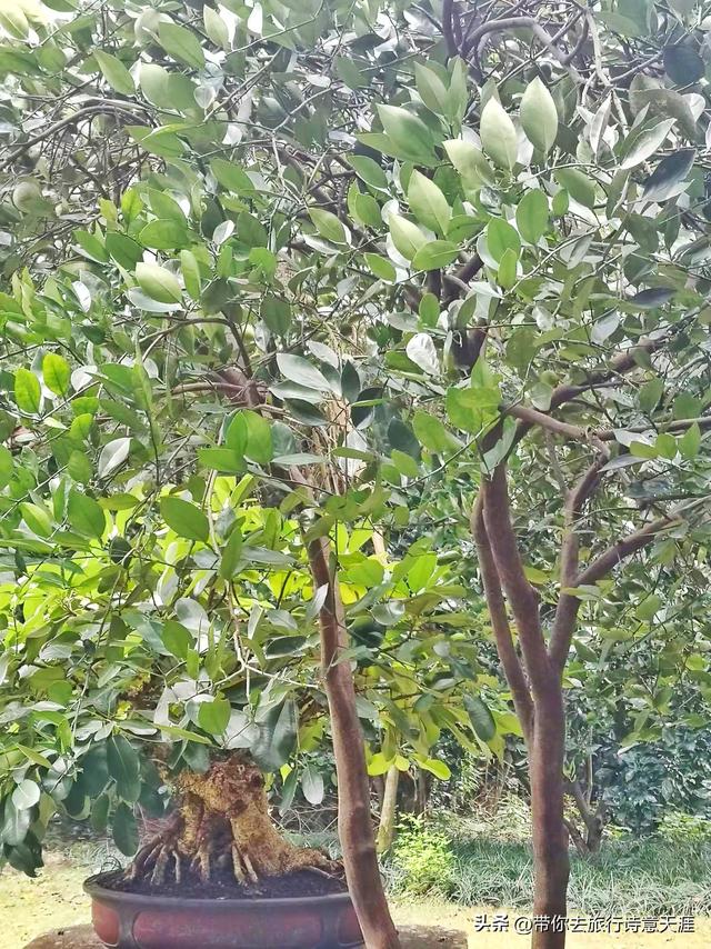 黄果树瀑布群最美的季节