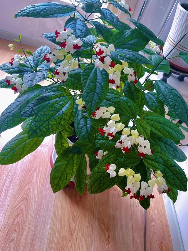 泉州一老街，有一株“龙吐珠”开成花墙，看到的人都直呼“太美”
