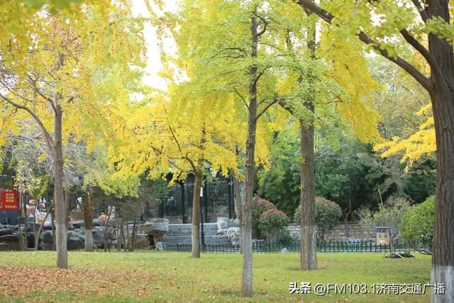 公园景区秋色图鉴,这几处必打卡