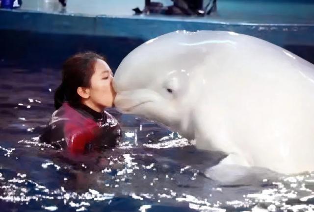 “华南第一女训鲸师”消失的十年：被白鲸拖下水后	，她选择亲手拆穿海洋馆的残酷真相