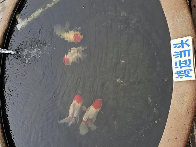 福建福州：河湖长制引领，生态治水造福于民