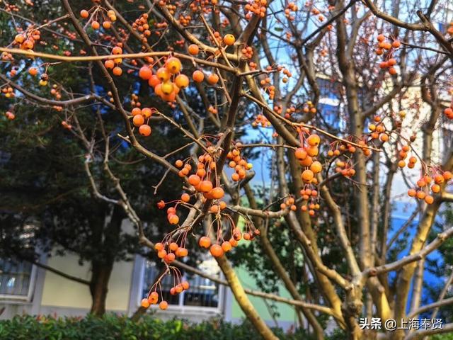 奉浦校园初冬美景大赏，你家娃的学校藏着这样的冬日浪漫