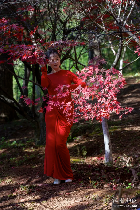 冬日里的红枫恋