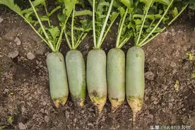 萝卜和白菜啥时候种？为啥不能种早也不能种晚？各地种植时间来了图片