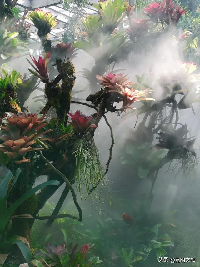 初冬氛围感出片计划，走起！昆明这份打卡攻略速速收藏→