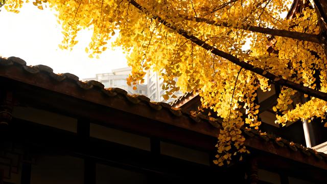 金杏摇风碎玉影，丹桂浮香染云章 —— 漫步蓉城清秋长卷