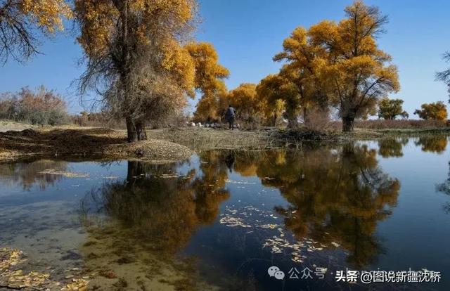 【塔里木河的记忆】塔里木河,再次唱出生命的歌(上)