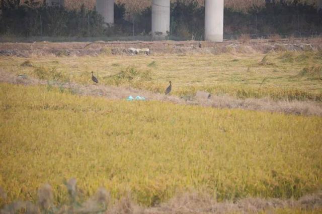 皖中评│这场生态与人文的城市交响，让人上头