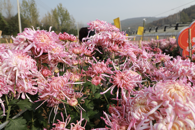 内乡35届菊花节启幕，十万盆秋菊绘就文旅新图