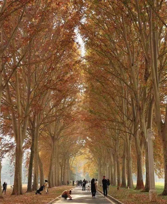 遇见梧桐，遇见生命中一段温暖的注脚