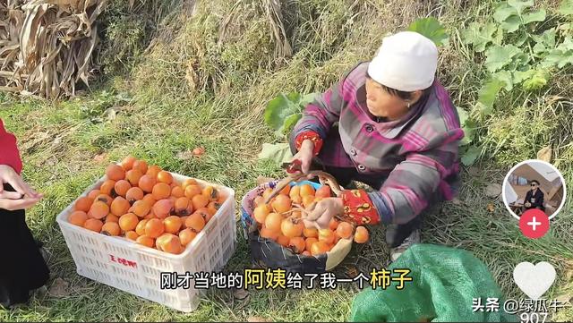 陕西彬州柿子火出圈，千万级流量，引来全国游客打卡