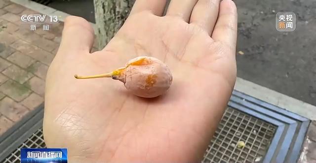 “捡秋”有风险 “尝鲜”需谨慎！牢记这些可避隐患