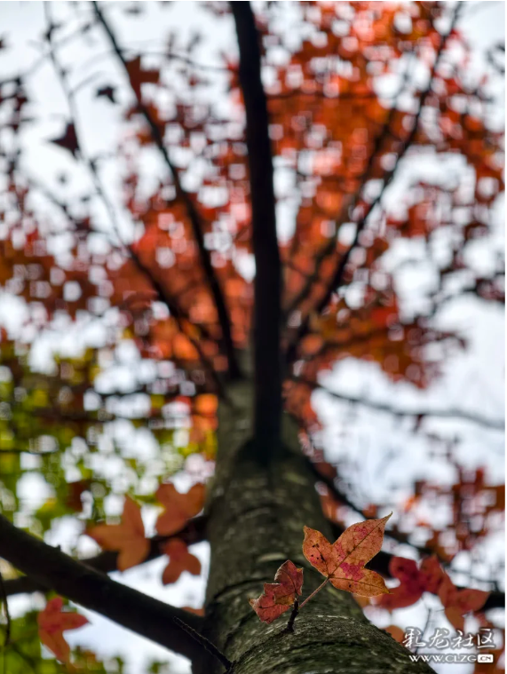 立冬 昆明植物园拾秋