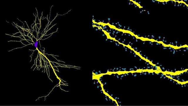 追问daily|压力真的会催人老；用轻度活动替代久坐可改善次日