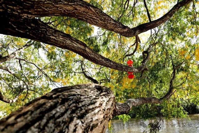 以礼初冬，树染波心山街色 蒋加祥/图